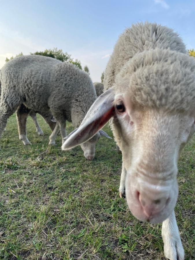 Dovolenkový dom Pelso Alsoors